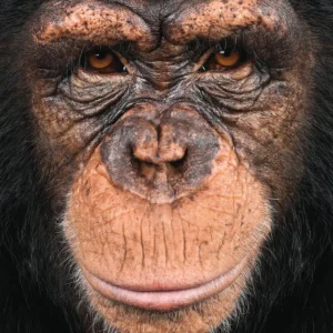 Online JaCaRou Puzzles Casse-tête MINI - Q4-8 (66 PCES) ANIMAL SERIE (Chimpanzé)